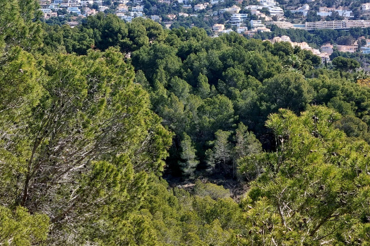 Reventa - Parcela - Altea - Galera de las palmeras