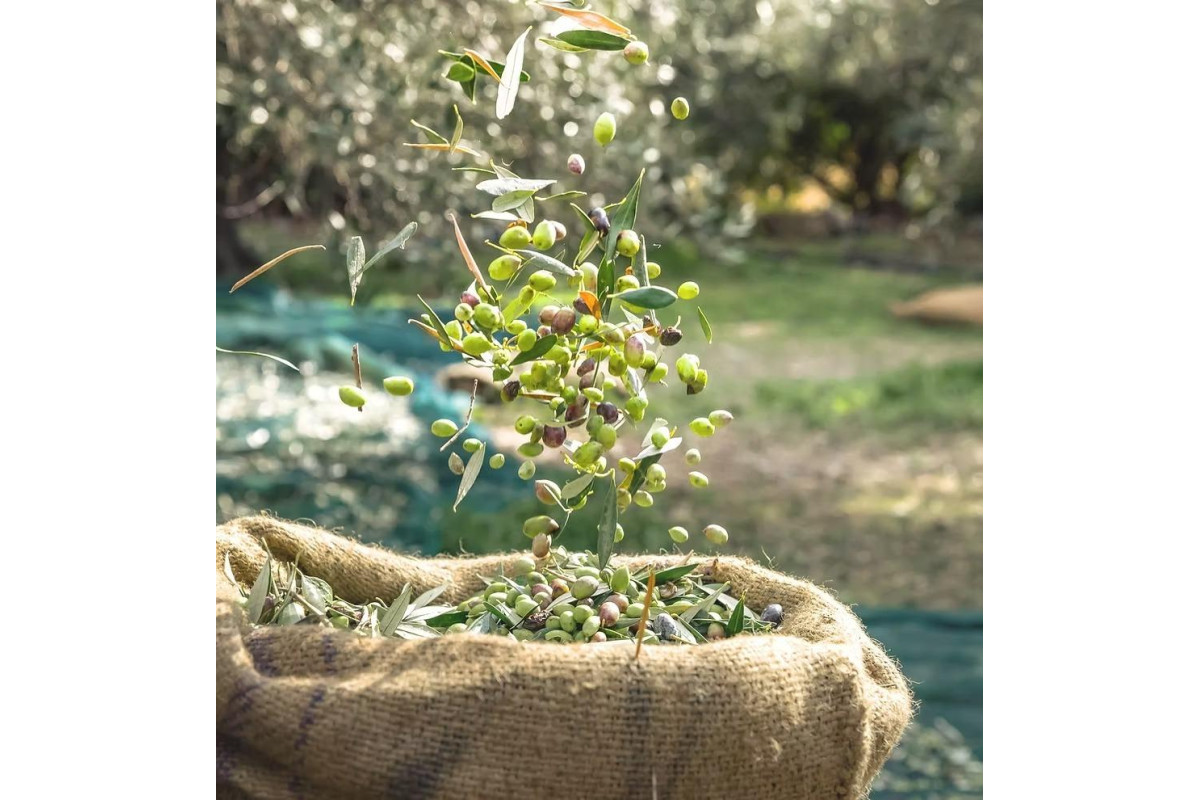 Herverkoop - Olivar - Murcia - Rincón de Seca