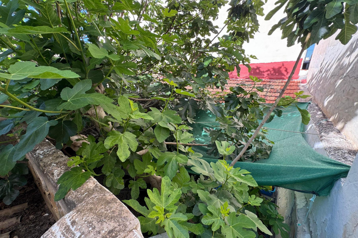 Reventa - House - Benejúzar