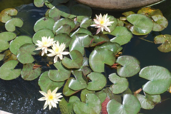 Herverkoop - Villa - Calpe - Maryvilla