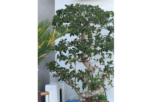 Herverkoop - Villa - Orihuela Costa - PAU 26