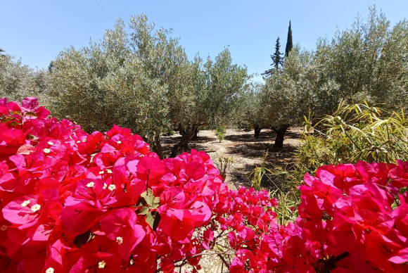 Herverkoop - Landelijke woning - ALBATERA