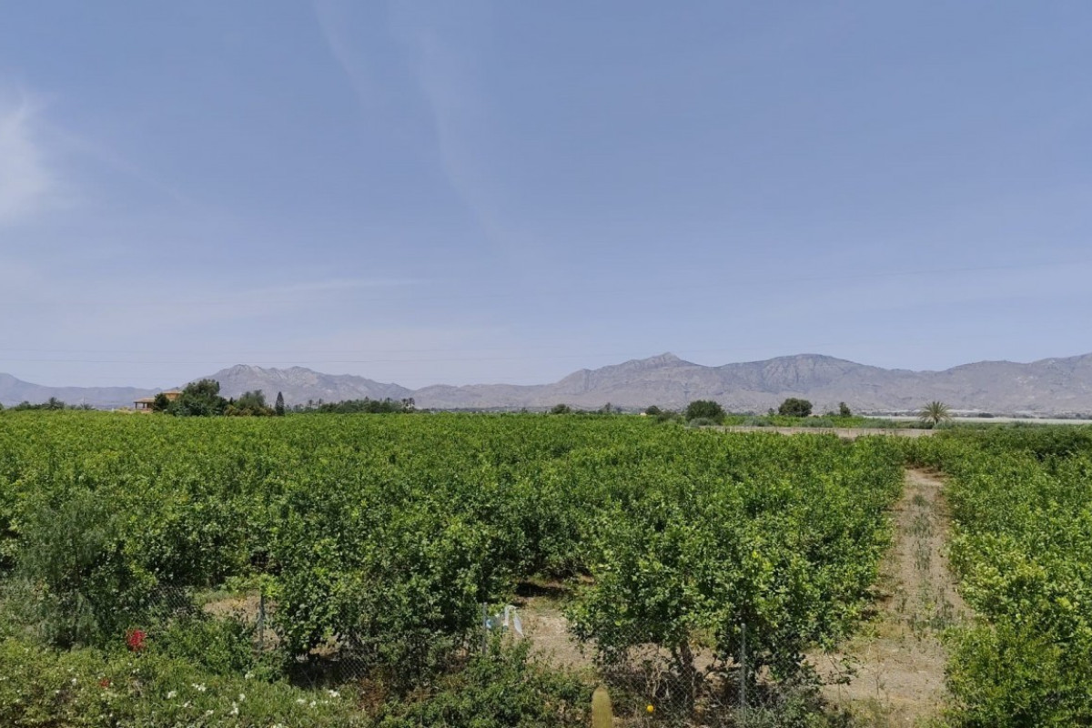 Herverkoop - Landelijke woning - ALBATERA