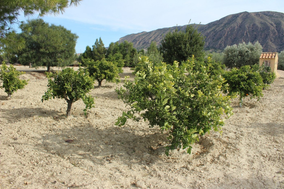 Reventa - Country House - Alicante