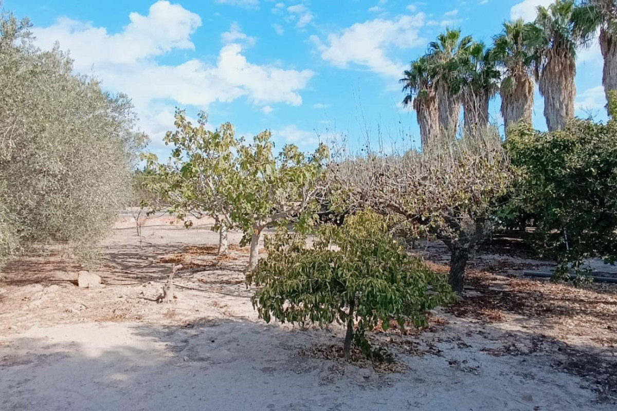 Reventa - Country House - Elche