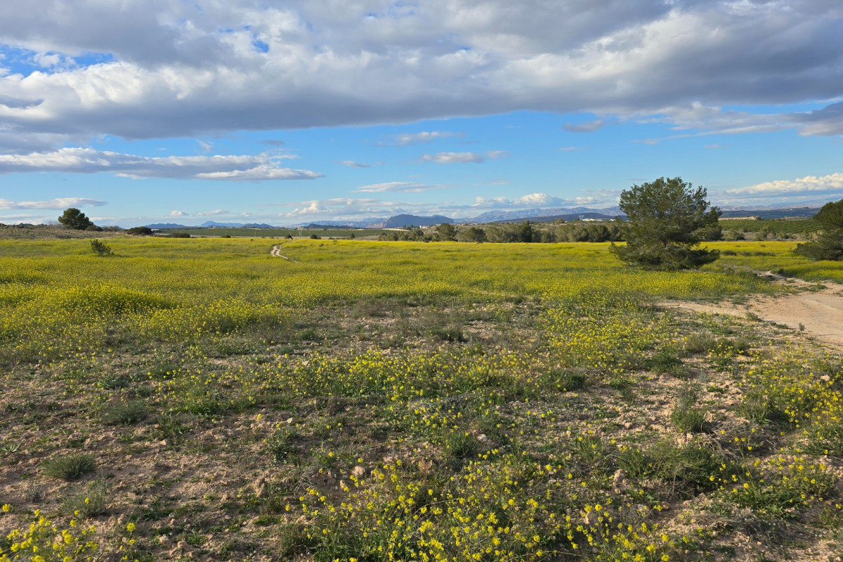 Herverkoop - Appartement  - Orihuela Costa - Villamartin